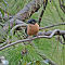 Rufous Sibia (2)