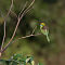 Green Bee-eater