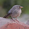 Jungle Babbler