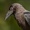 House Crow