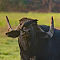 House Crow on Water Buffalo