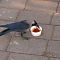 House Crow Eating Leftovers